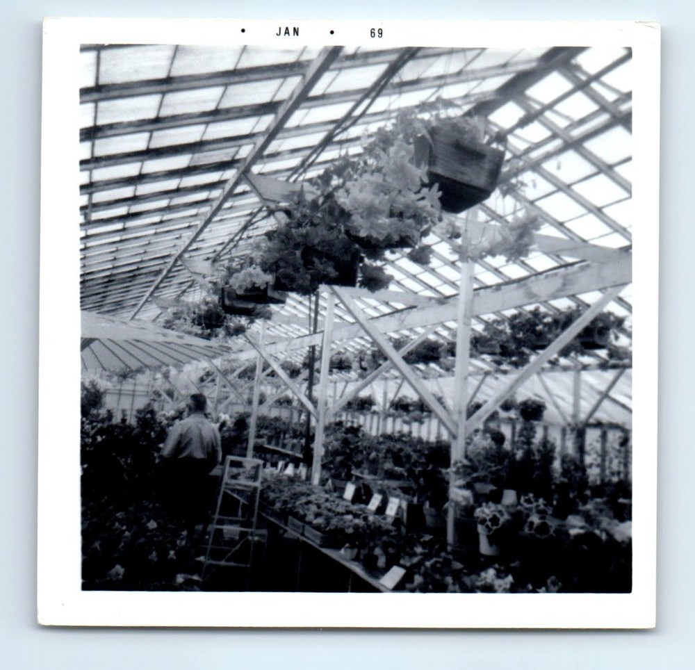 Old Vintage Square Photo MAN REAR VIEW FROM BEHIND INSIDE GREENHOUSE PLANTS