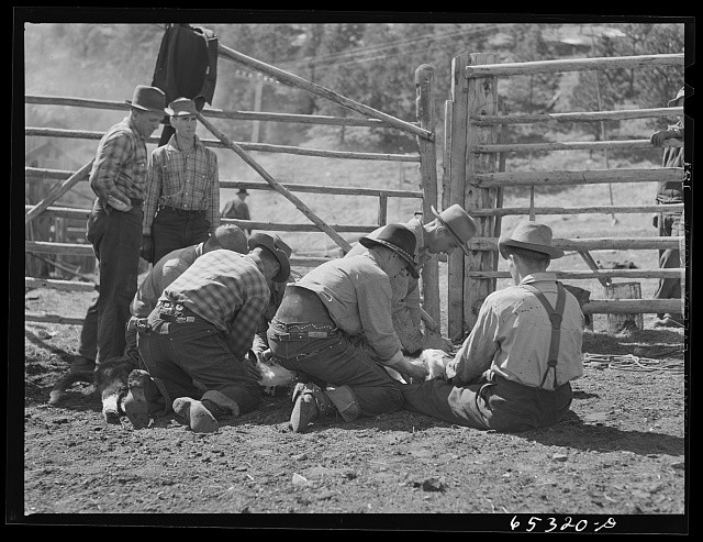 Photo:Bitterroot Valley Montana 1942 Bull Castration Ranch Cowboys