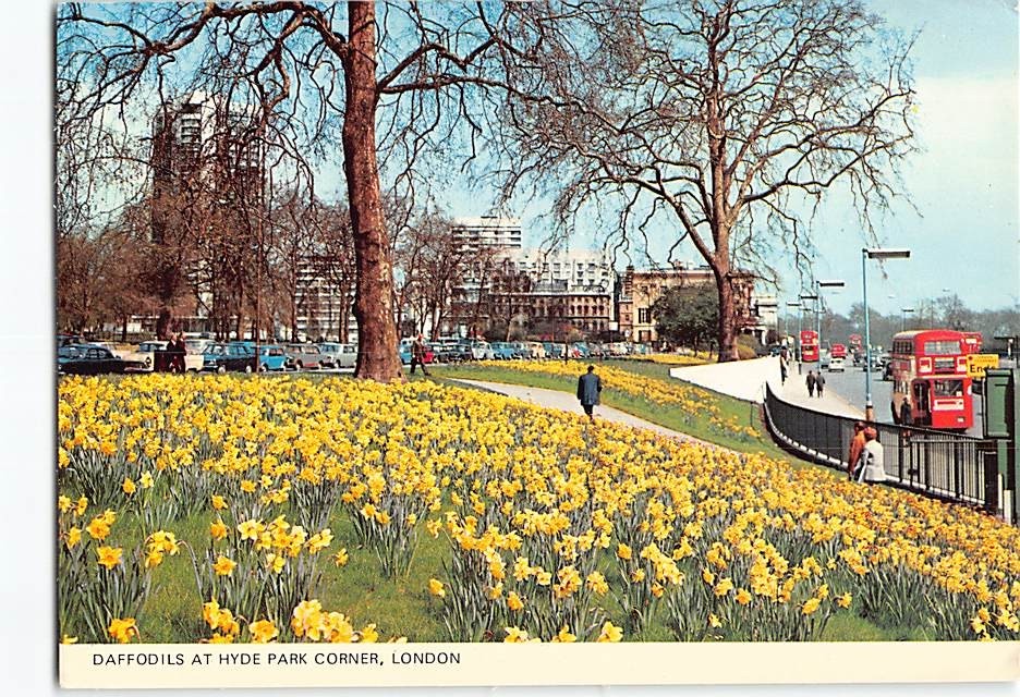 Postcard Daffodils Hyde Park Corner in London England