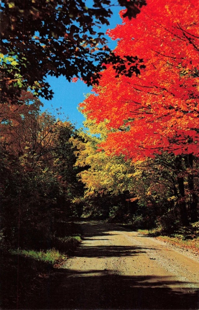 Country Road through Woods & Fall Foliage in Autumn - Postcard