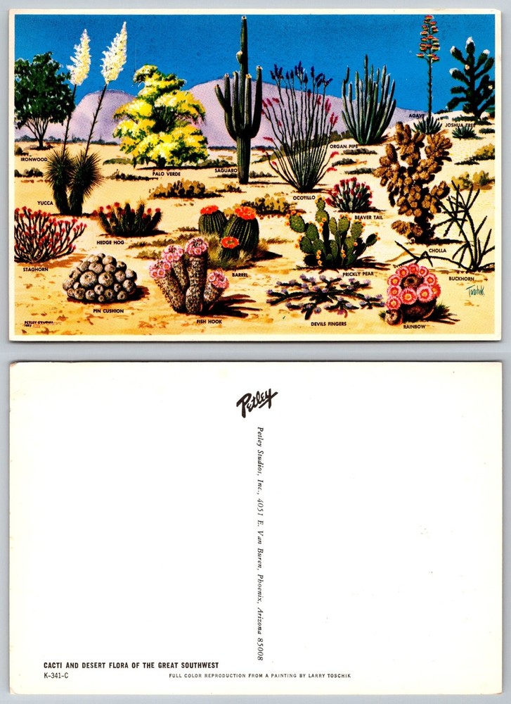 Petley Studios CACTI & Desert Flora Postcard Larry Toschik Phoenix AZ 1973