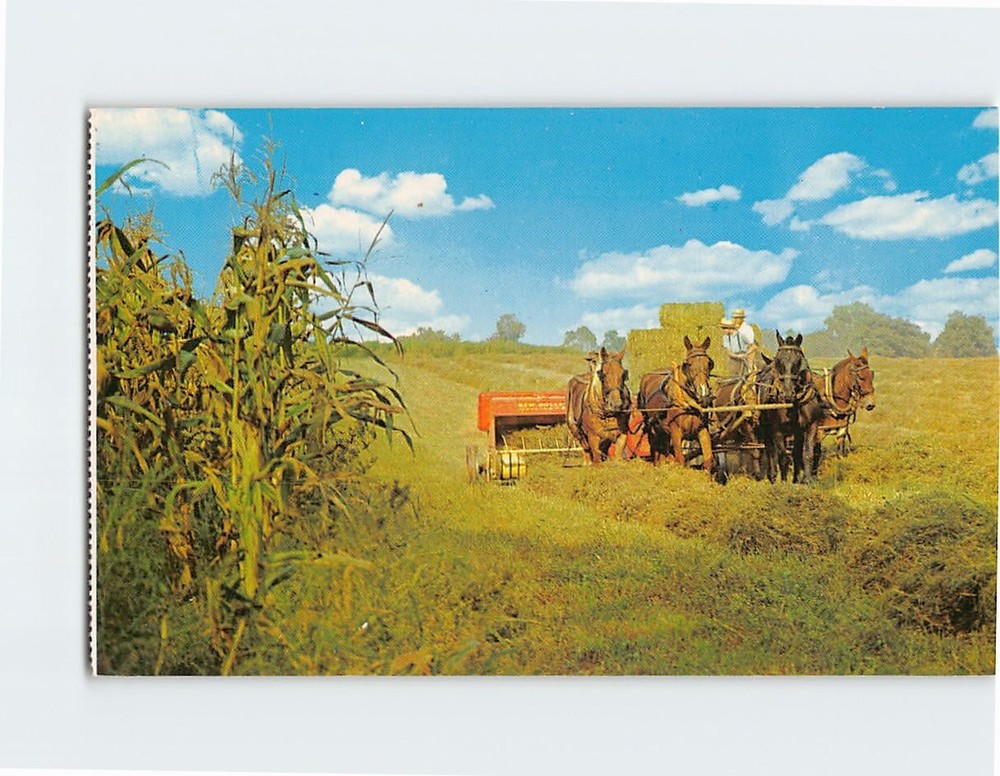Postcard Harvesting the Hay by the Amish Farmers Pennsylvania USA