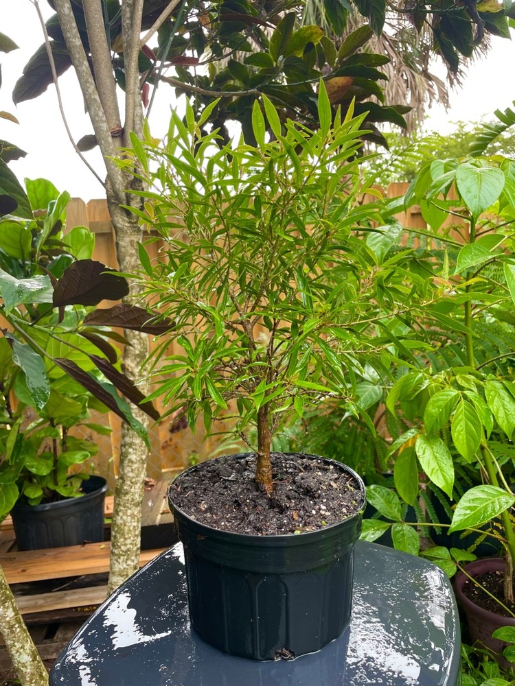 Narrow Leaf Ficus Bonsai Tree with Aerial Roots 4 Years Old Trunk Growth
