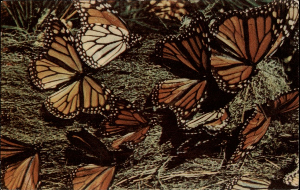 Pacific Grove  California Monarch Butterfly Park ~ 1950s postcard sku073