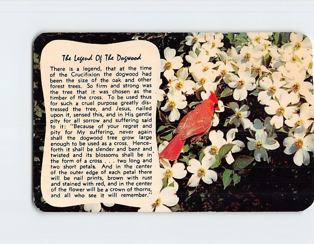 Postcard The Legend of the Dogwood