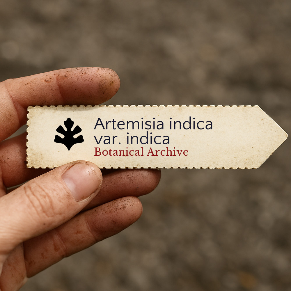 Artemisia indica var. indica | 100 SEEDS - Indian wormwood | Mugwort