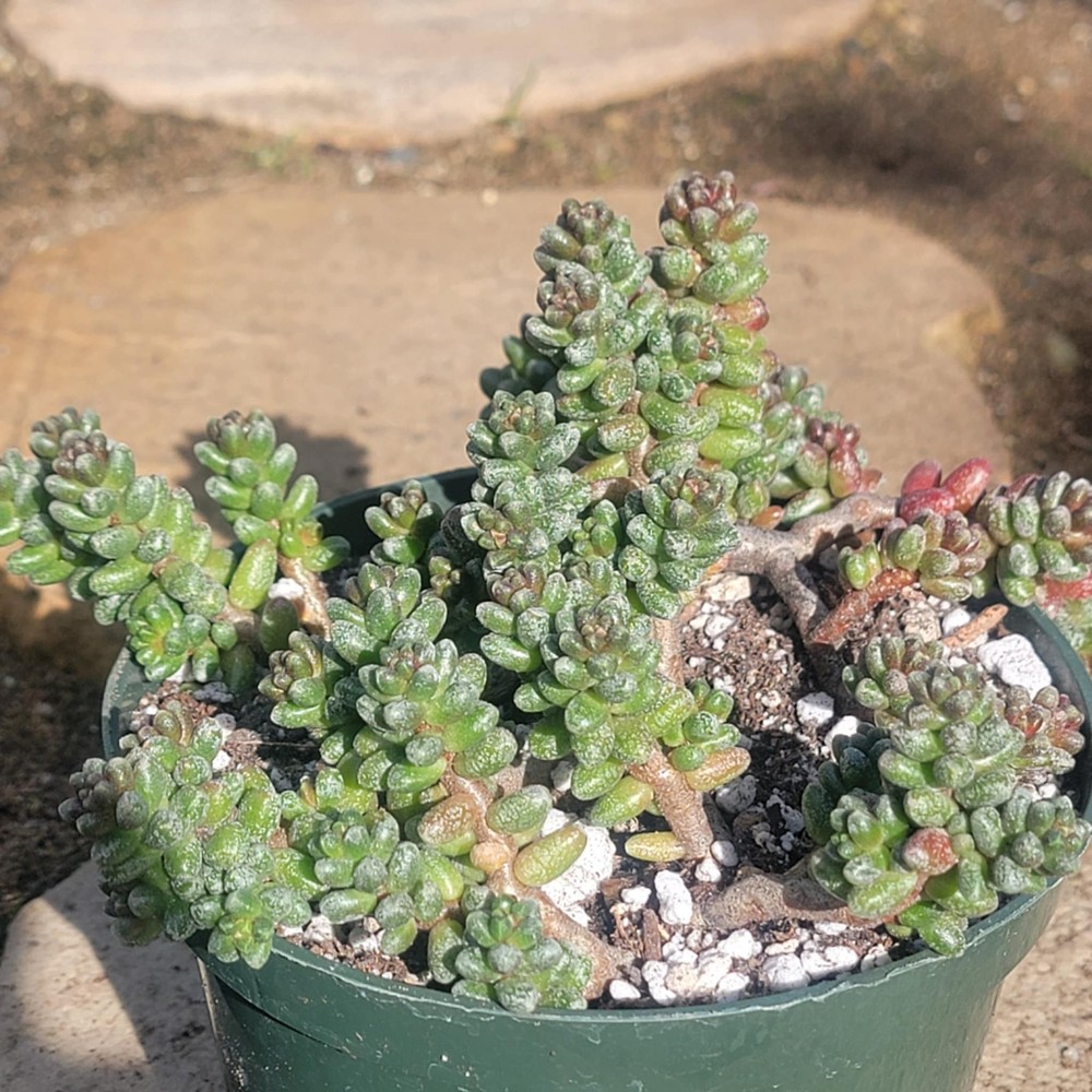 Sedum furfuraceum - Bonsai Sedum