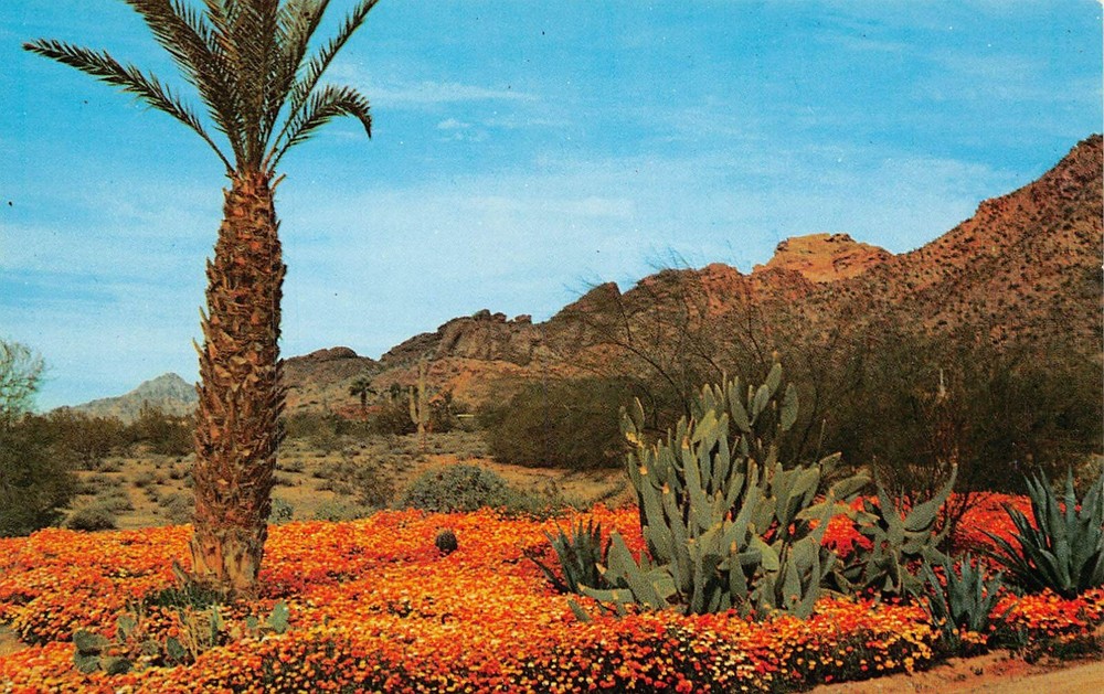Phoenix AZ Arizona Desert Fauna Cactus Succulent Botanical Vtg Postcard A25