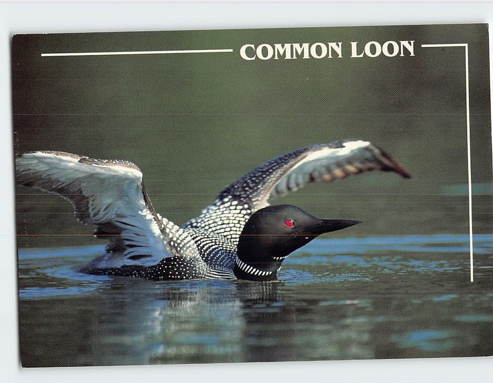 Postcard Common Loon