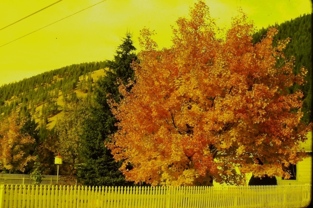 c1960's 35mm Slide Film Autumn Foliage Picket Fence Birdhouse Hillside Roof
