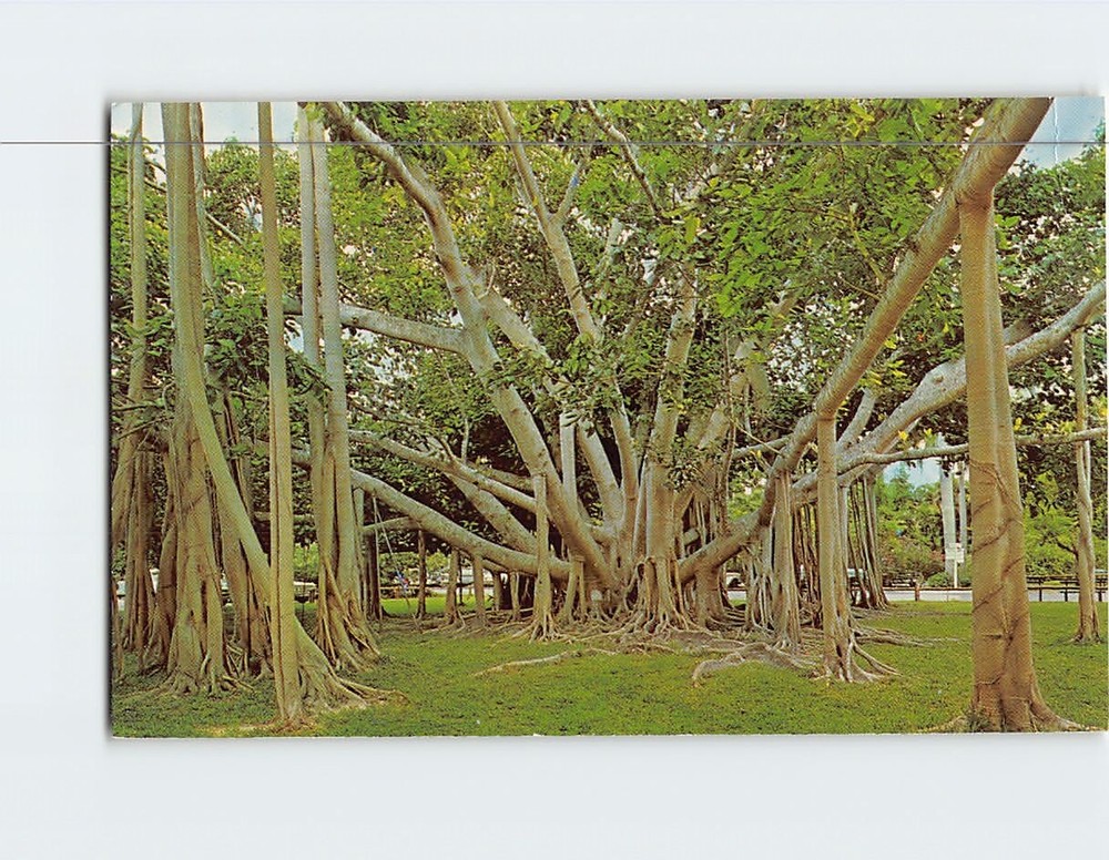 Postcard The Great Banyan Tree Thomas Edison Winter Home Fort Myers Florida USA