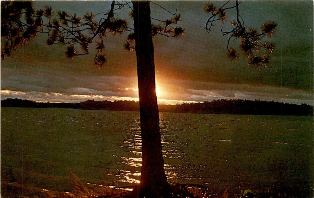Minnesota, Norway Pine, M-79, Northern Minnesota Novelties, Crosslake, Postcard