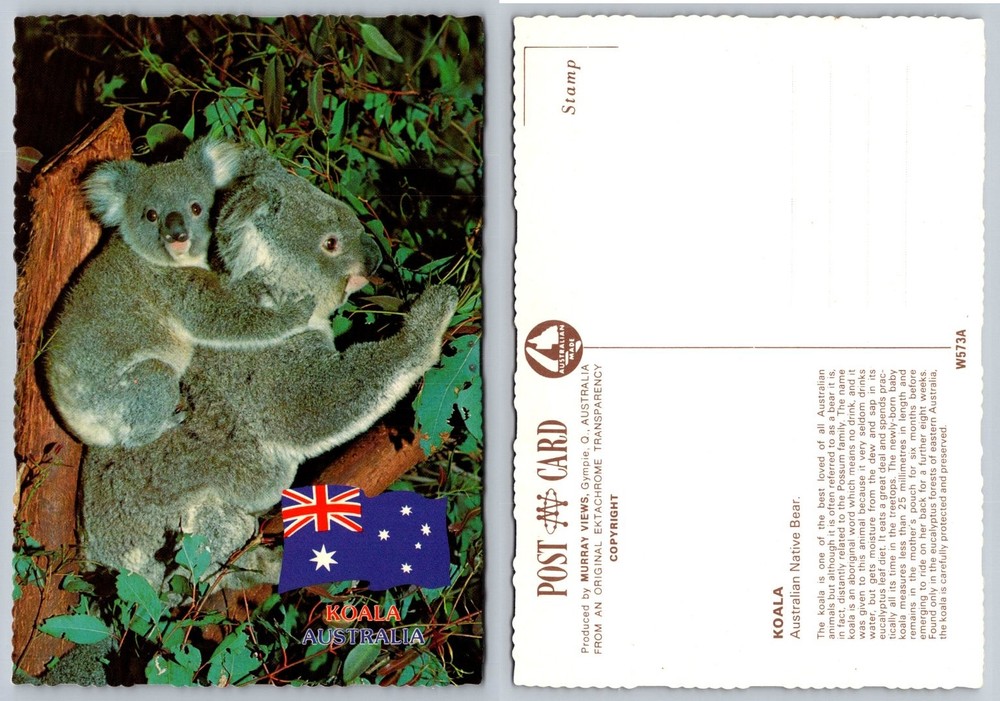 Vintage Koala Mother & Baby Postcard Australia Flag Murray Views W573A Chrome