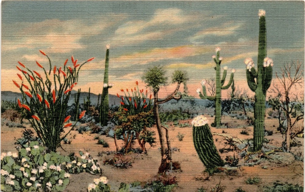 Lollesgard Specialty Co., Tucson, Arizona, Daybreak on the Desert, Postcard