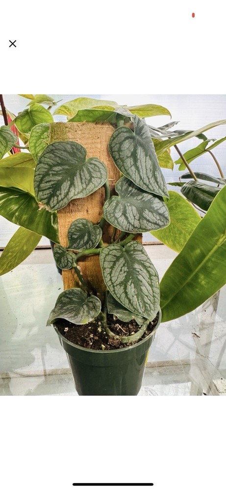 Rare Monstera Dubia Plant - Add to Cart Now