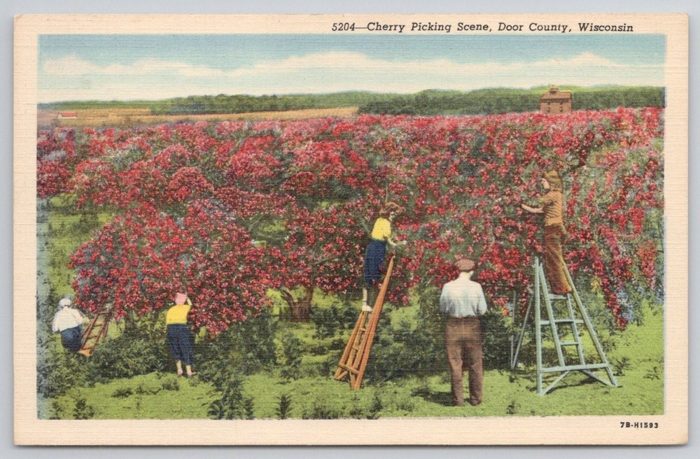 Vintage Linen Postcard Cherry Picking Scene Door County Wisconsin 1940s