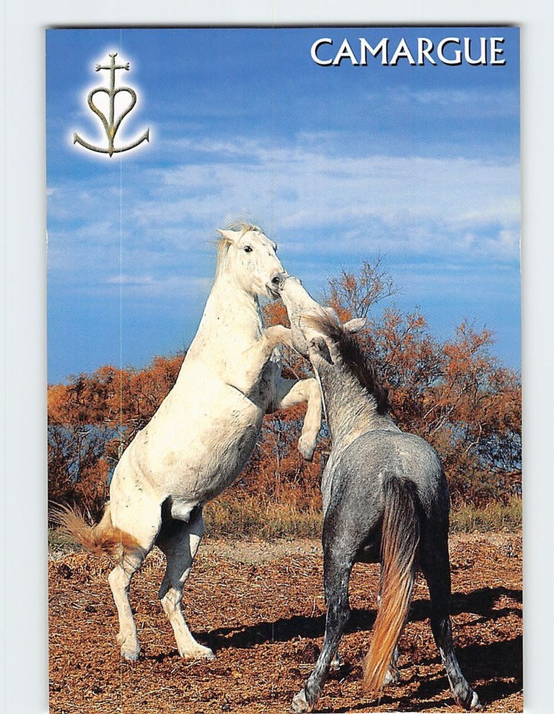 Postcard Horses in Camargue France