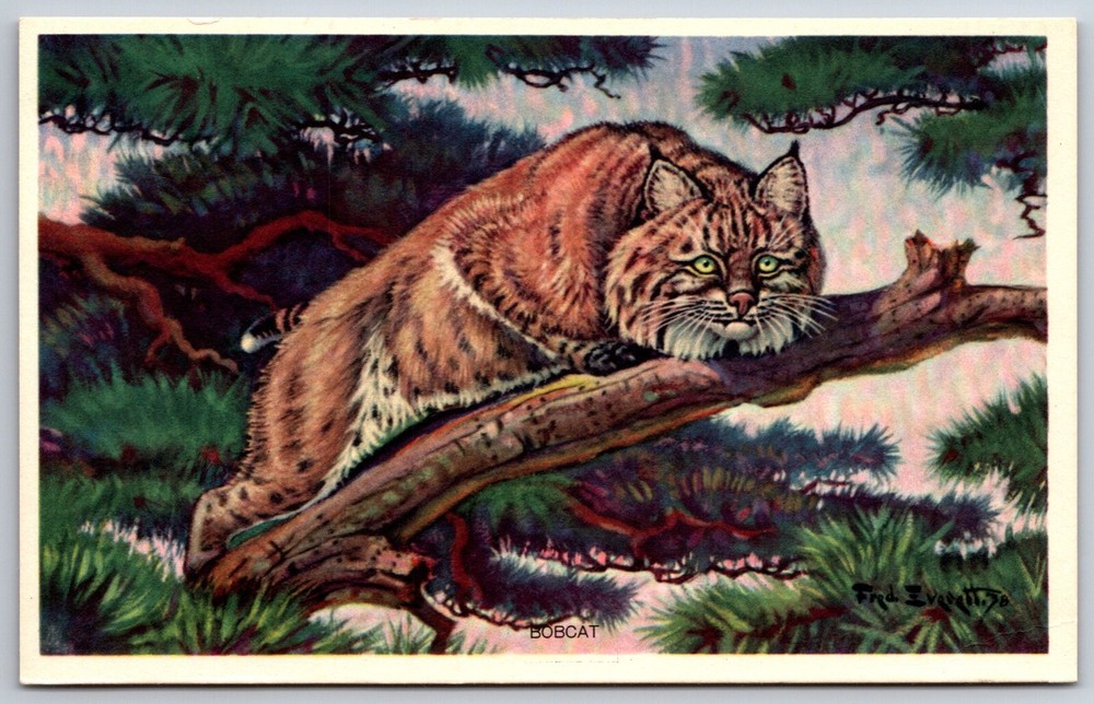 National Wildlife Federation~Bobcat Perched In Tree Artwork~Vintage Postcard