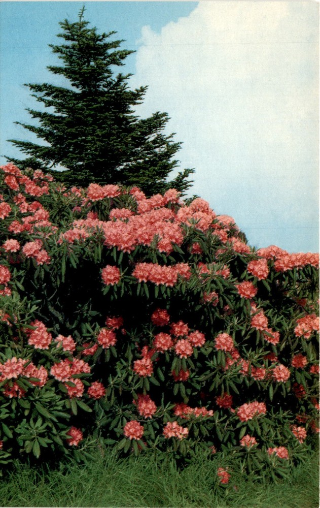 Asheville, N. C. 28802, Appalachian Mountains, Catawbiense, Postcard