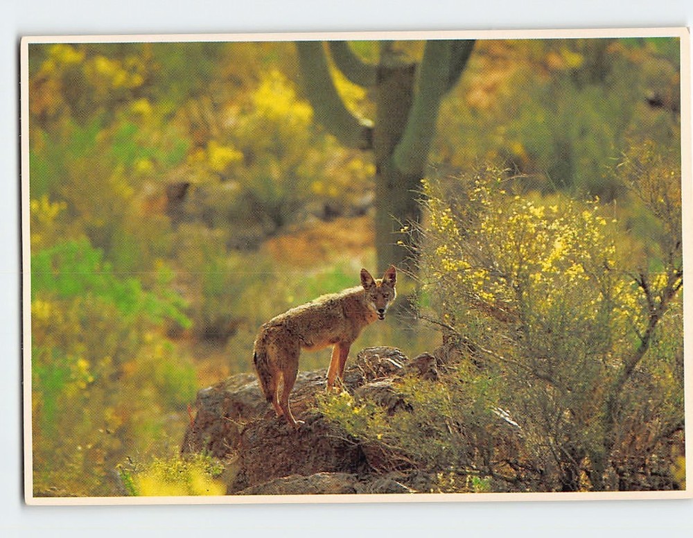 Postcard Desert Coyote