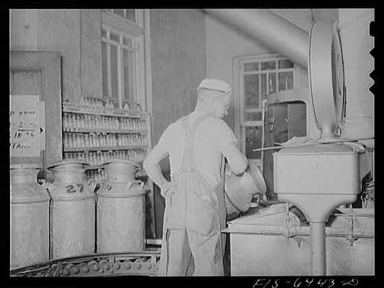 Vernon County, Wisconsin. Dumping milk at the cooperative creamery, Westby