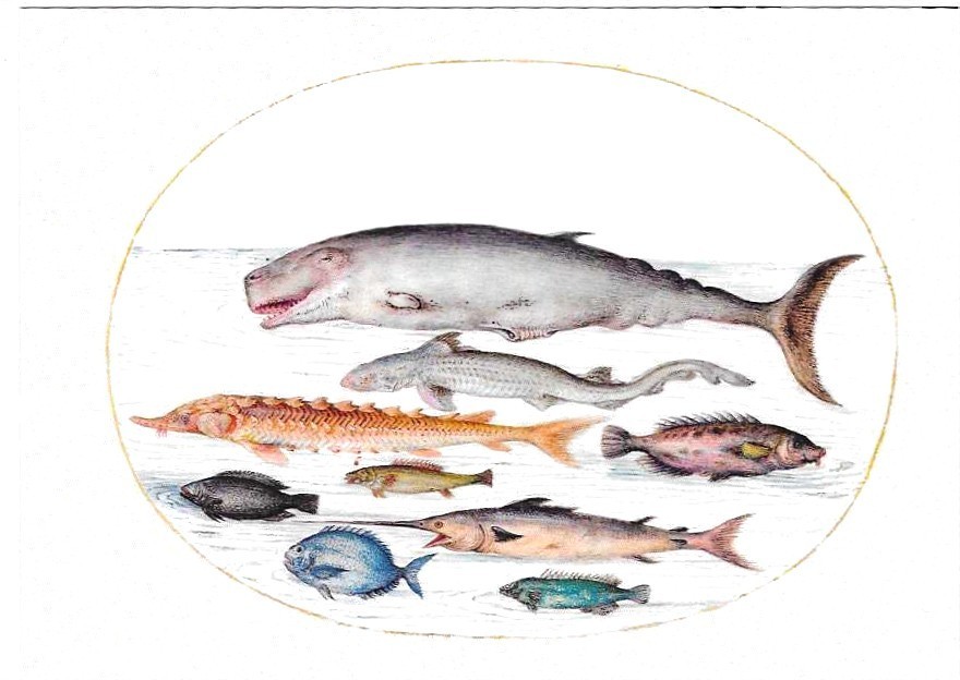 NEW Retro Postcard Colorful Fish Ocean Sea Creatures Swimming Together