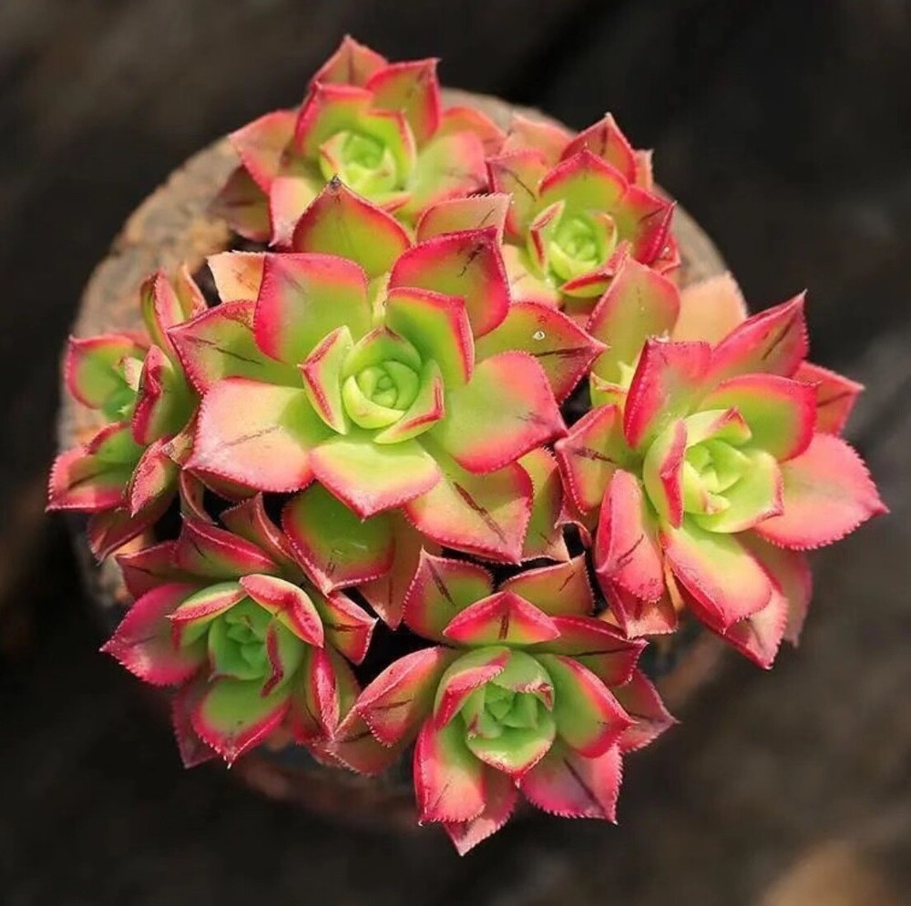 Rare Aeonium Kiwi Variegated Succulent Live Plant Unrooted Cutting 2-3 Inches