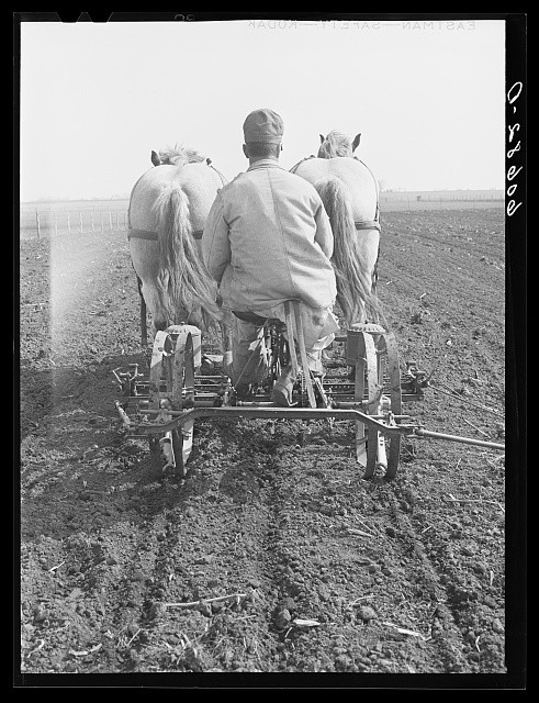 Photo:Grundy County Iowa 1940 Man on Horse-Drawn Two-Row Corn Planter