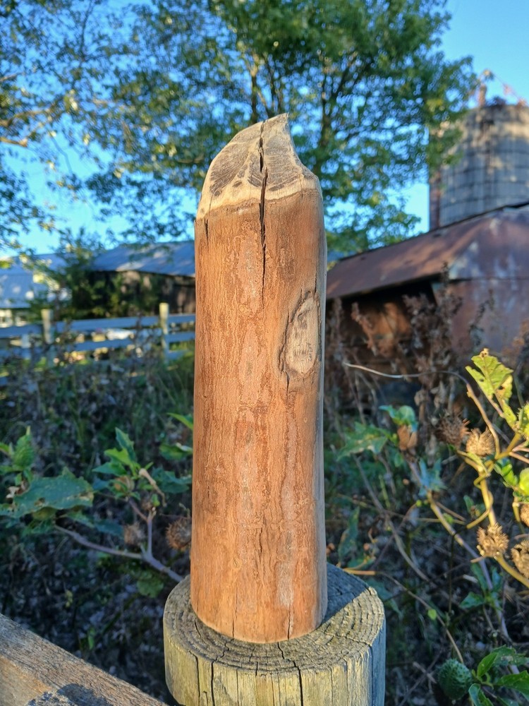 All Natural  Wooden Beaver Cutting Gnawing Sculpture Statue Home Decor Statue #2