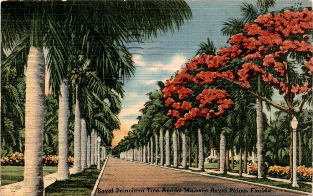 Royal Poinciana Tree, Royal Palms, Florida, United States, George Postcard