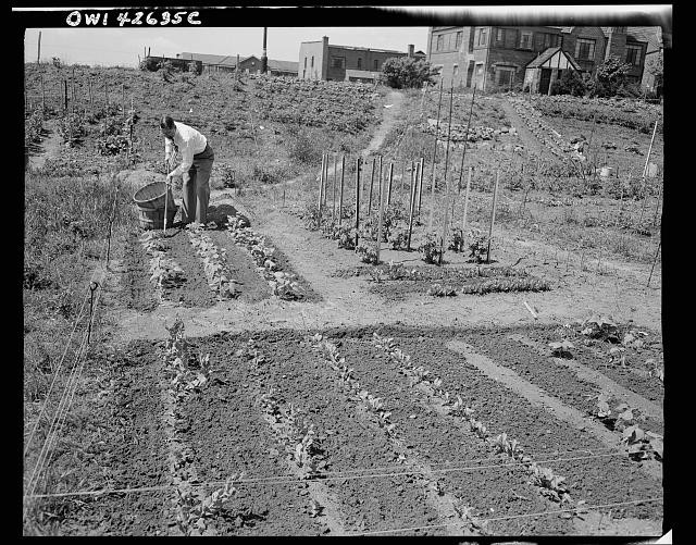 New York Queens Forest Hills 1944 Victory Garden Gardening Home Front