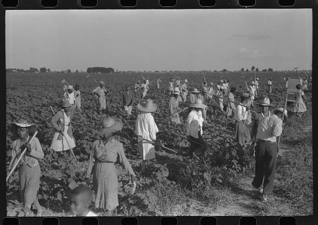 Clarksdale Mississippi Delta Mississippi 1940 Hopson Plantation Cotton Pickers