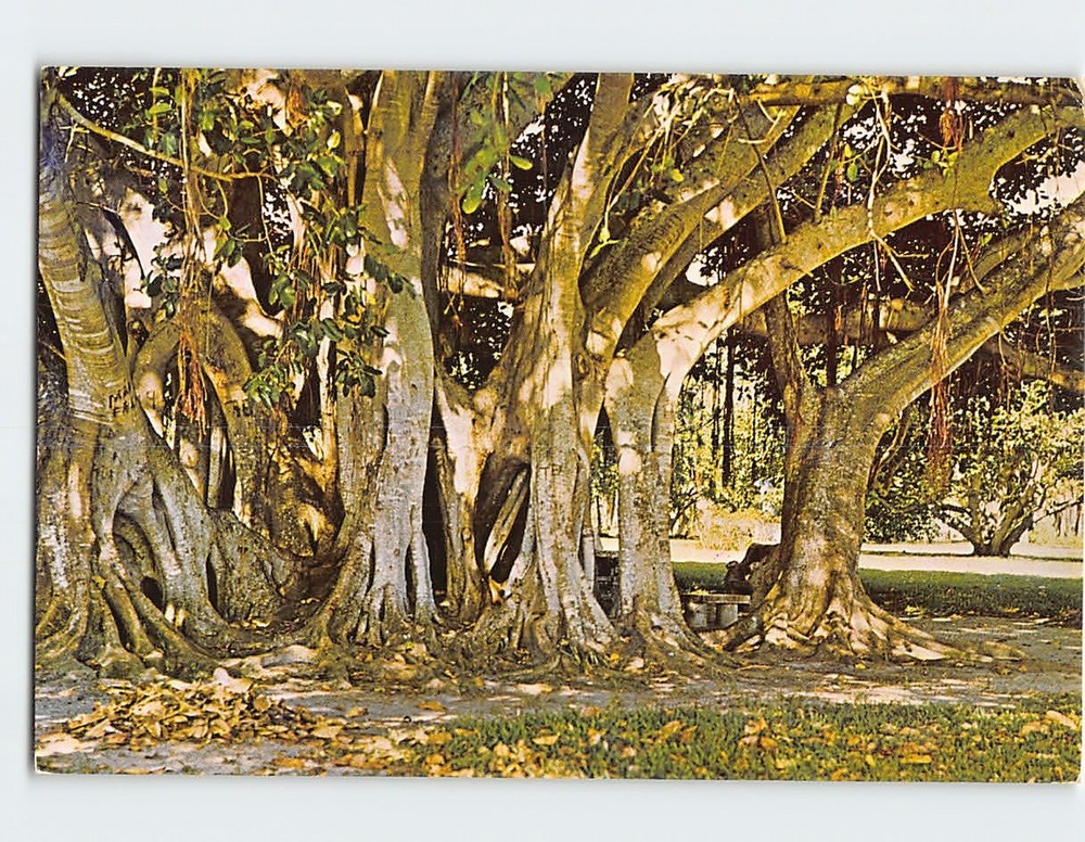 Postcard Banyan Tree Ringling Museum Sarasota Florida USA