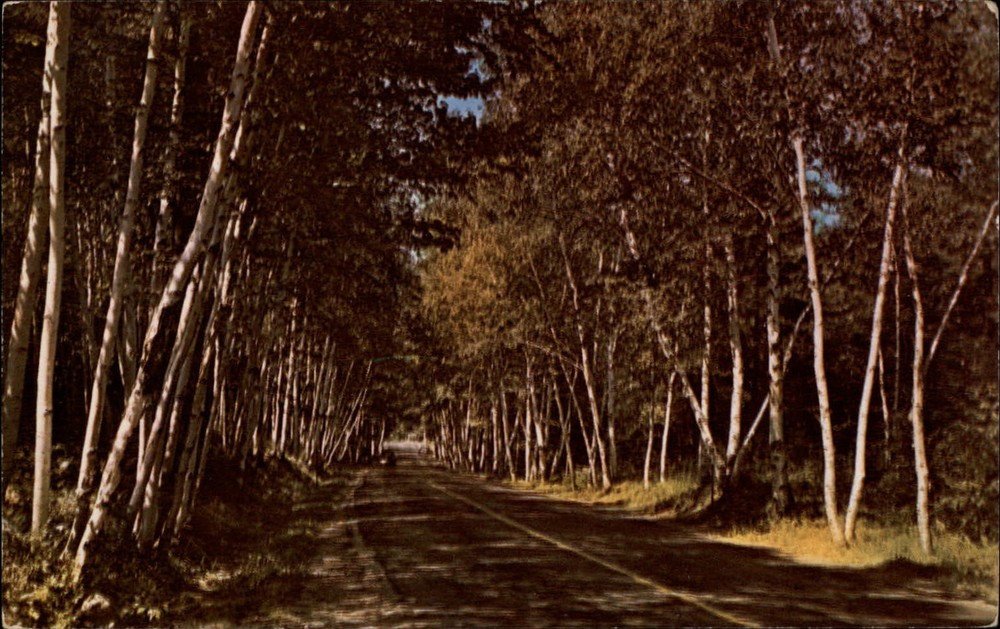Michigan drive white birch trees ~ 1950s-60s vintage postcard sku243