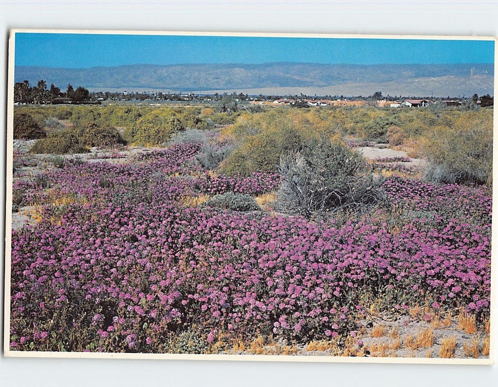 Postcard Desert Verbenas On The Sand Dunes