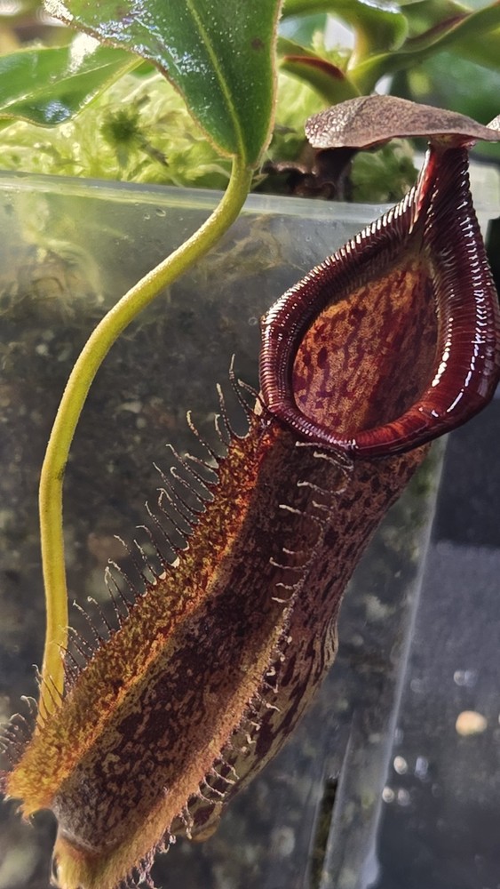 Nepenthes  Spathulata  X Spectabilis