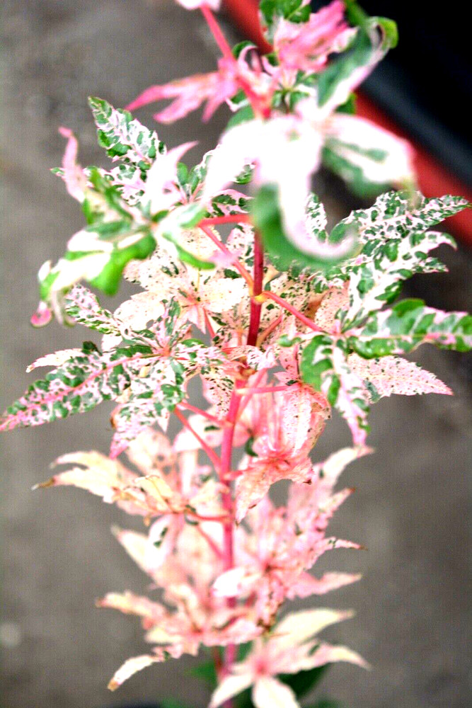 Acer palmatum 'Beni ukigumo' SUPER RARE Variegated Japanese Maple READ DESCRIPTO-image