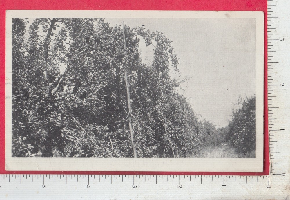 B056 Frost Insecticide postcard Arlington, MA C. P. McClanatian Barre Plains, MA