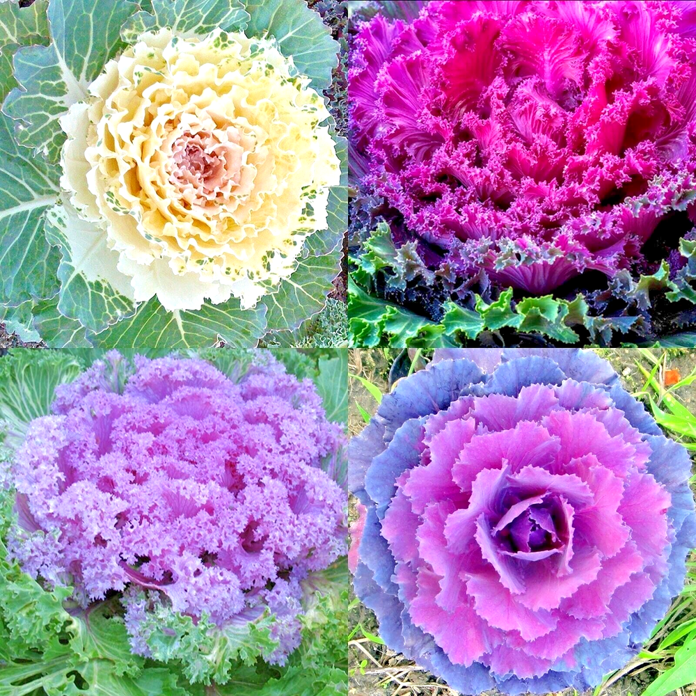 200+ ORNAMENTAL KALE AUTUMN MIX SEEDS FLOWERING VEGETABLE GARDEN CABBAGE NON-GMO