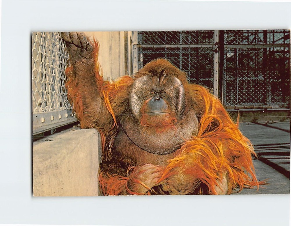 Postcard Ahkup Orangutan San Diego Zoo California USA