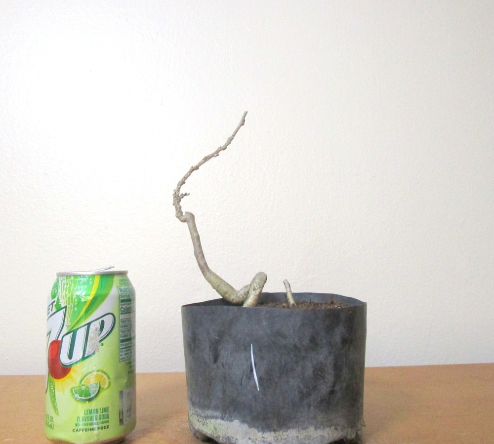 Chinese wisteria for blooming mame shohin bonsai tree #1