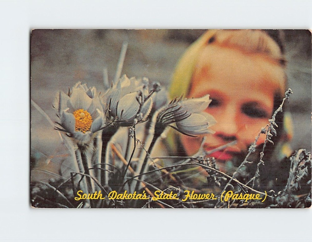 Postcard Pasque State Flower of South Dakota USA