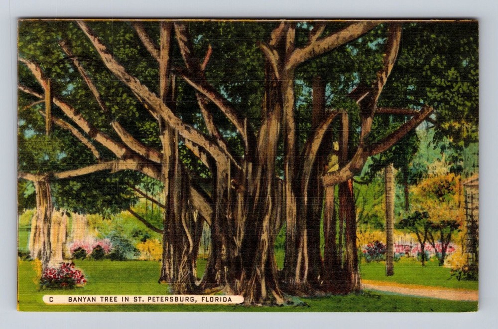 St Petersburg FL-Florida, Banyan Tree, Antique Vintage Souvenir Postcard