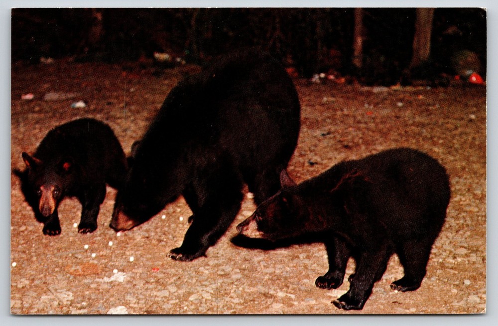 Animals~Mother Bear & Two Cubs Seen In Park Forest @ Night~Vintage Postcard
