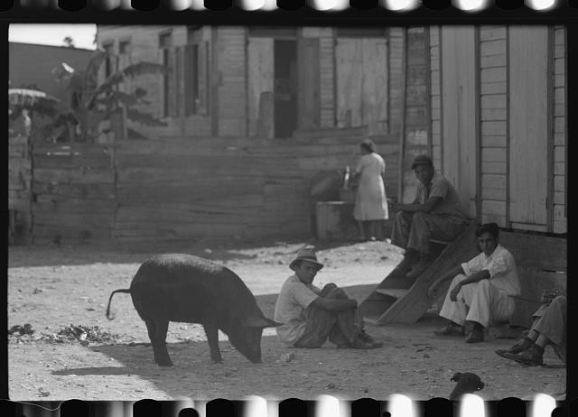 Photo:Ponce Puerto Rico El Machuelitto Slum 1941 Men with Pig