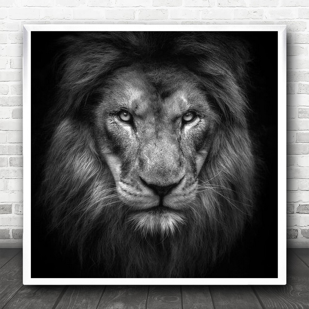 Lion Animal Zoo Portrait Face Monochrome Square Wall Art Print