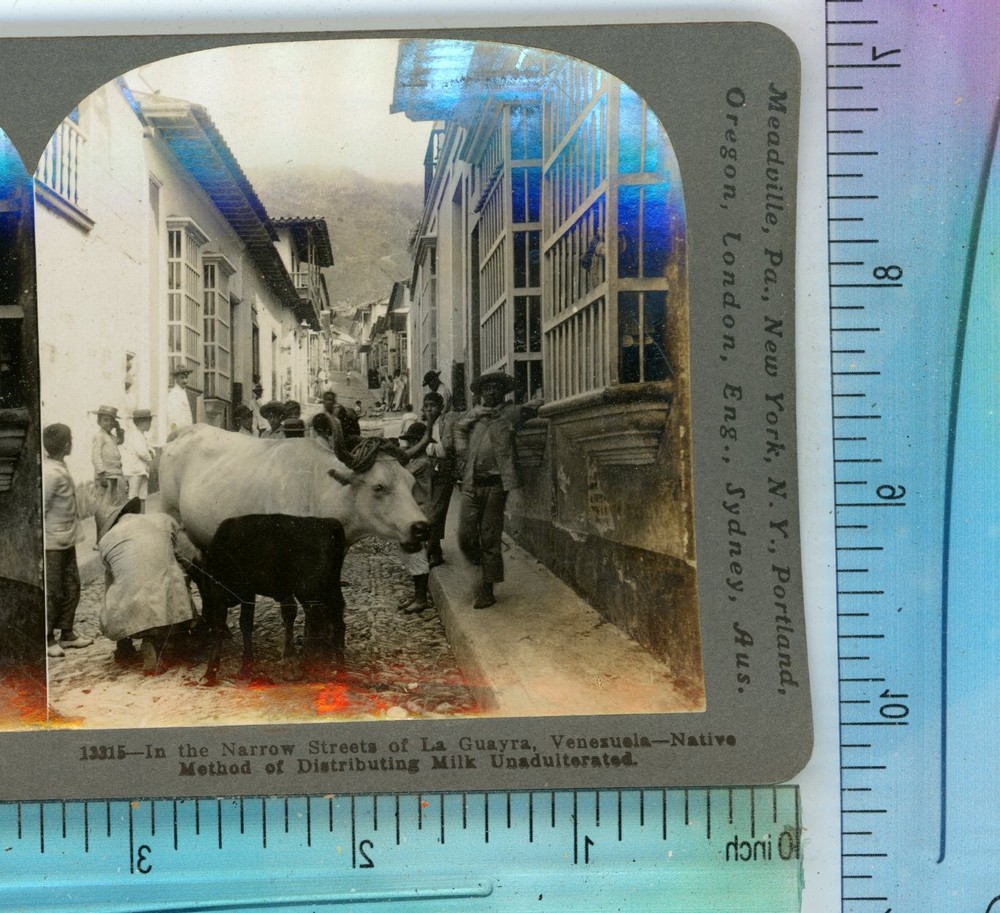 Narrow Streets of La Guayra Venezuela Cattle Keystone Stereoview