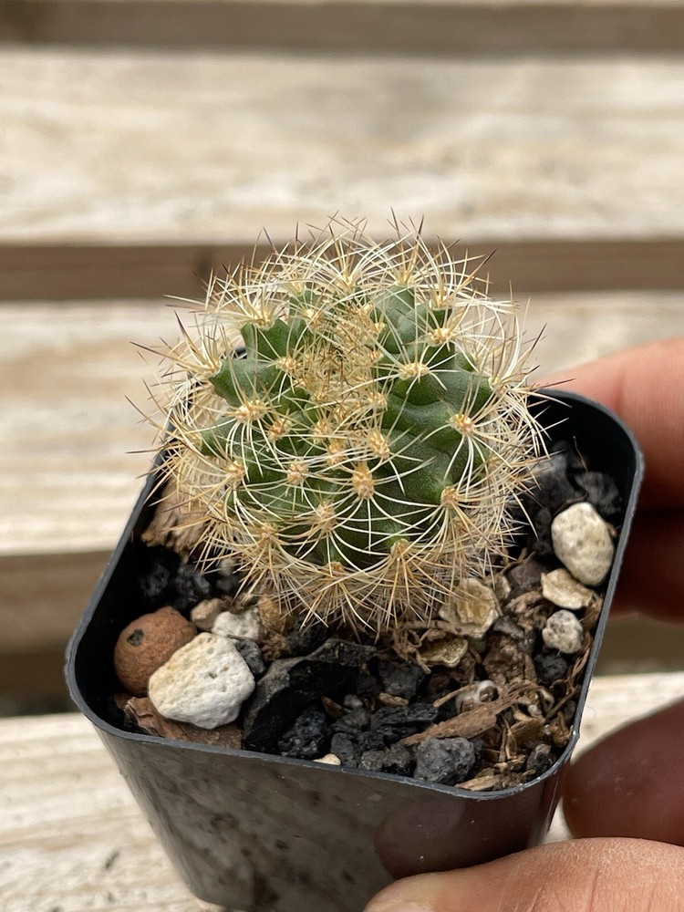 Matucana haynei var. atrispina KK532 Cactus Live 2” Succulent Plant