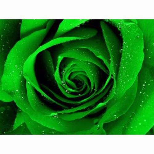 100Pcs Bright Green Rose Seeds Flower Perennial Flowers Seed Bloom