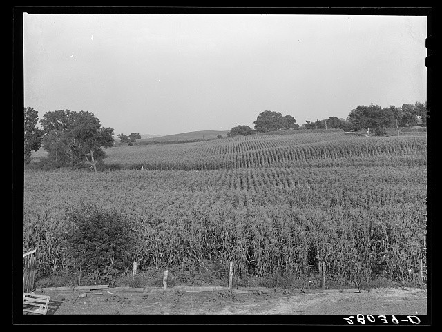 Photo:Jasper County Iowa Gannon Farm Cornfield 1939 Sept Rural Landscape